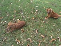 Pinon (1)